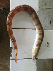 Ophichthus frontalis