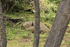 Aphrastura spinicauda spinicauda