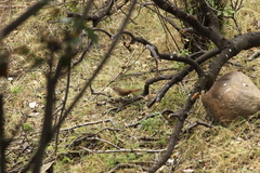 Troglodytes aedon chilensis