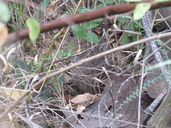 Sigmodon mascotensis