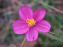 Cosmos crithmifolius