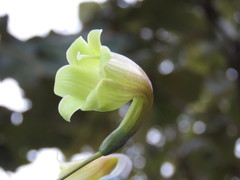 Prochnyanthes mexicana