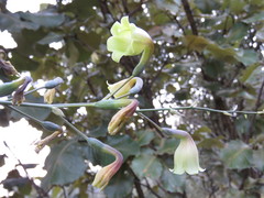 Prochnyanthes mexicana