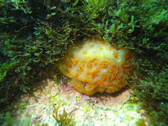 Aplidium conicum