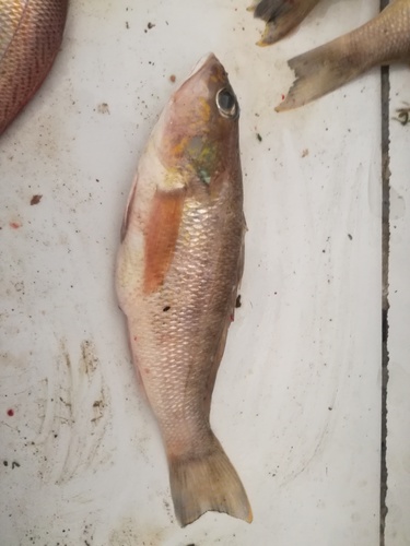 Orangespotted sand perch (Diplectrum eumelum) — Serranidae — 4