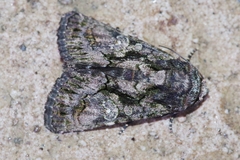 Aedia leucomelas