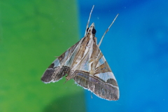 Agrioglypta itysalis