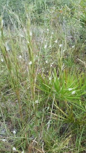 Polygonella ciliata image