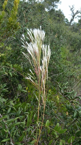 Image of Anatherum floridanum by (c) Jay Horn, some rights reserved (CC BY)