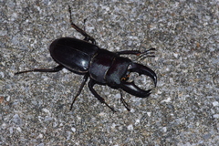 Serrognathus titanus okinawanus