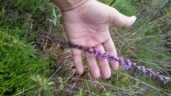 Liatris quadriflora