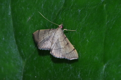Omiodes decisalis