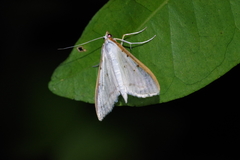 Palpita nigropunctalis