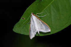Palpita nigropunctalis