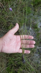 Liatris quadriflora