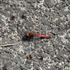 Sympetrum
