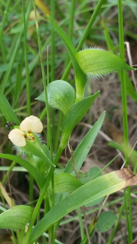 Commelina gambiae (Commelina gambiae)