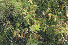 Prosopis flexuosa