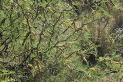 Prosopis flexuosa