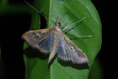 Maruca vitrata