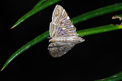 Glyphodes multilinealis