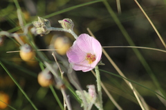 Sphaeralcea mendocina