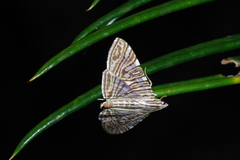 Glyphodes multilinealis