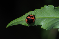 Coelophora inaequalis