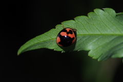 Coelophora inaequalis