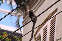 Common Marmoset photo 5