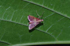 Endotricha olivacealis