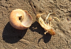 Pagurus acadianus