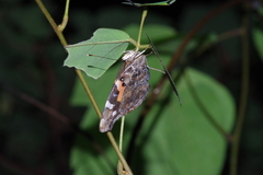 Vanessa indica indica