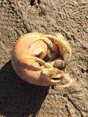 Pagurus acadianus