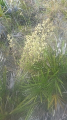 Polygonella polygama