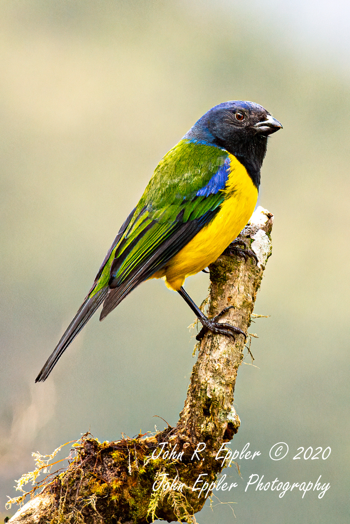 Black-chested Mountain Tanager photo