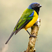 Black-chested Mountain-Tanager - Photo (c) John Eppler, some rights reserved (CC BY-NC), uploaded by John Eppler
