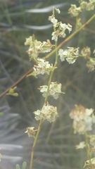 Polygonella polygama