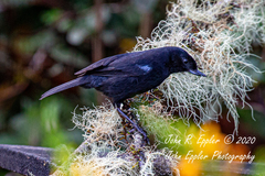 Diglossa lafresnayii