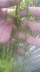 Polygonella polygama