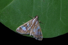 Glyphodes pyloalis