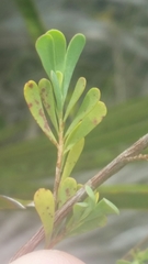 Polygonella polygama