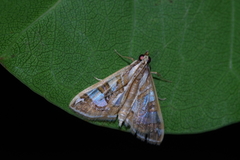 Glyphodes pyloalis