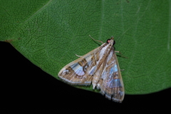 Glyphodes pyloalis