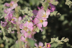 Sphaeralcea mendocina
