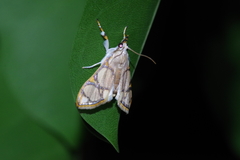 Cirrhochrista kosemponialis