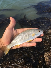 Umbrina roncador