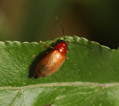 Monolepta pallidula
