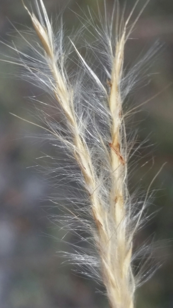 Scrub Bluestem