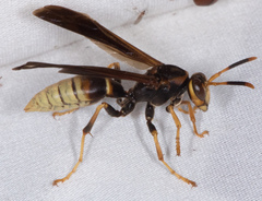 Polistes comanchus navajoe